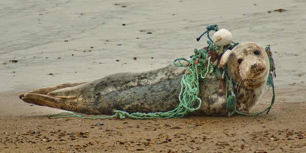 Seehund in Fischernetzten